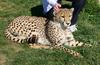 meet a cheetah 3