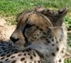 Shasa (Cheetah)