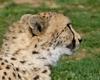 Tanzi (cheetah)