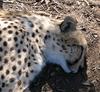 Robi (cheetah)