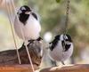 baby peewee 4(birds)