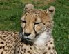 cheetah 1