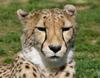cheetah 2