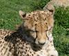 cheetah 3
