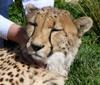 cheetah 4
