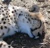 cheetah 6