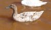 muddy duck