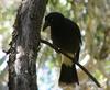 pied currawong