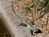 water dragon