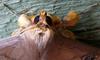 motheaten moth