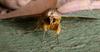 moth again