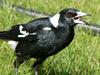 Australian magpie lunch 2