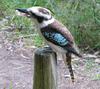 kookaburra lunch 2