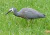 white faced heron lunch