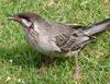 wattlebird lunch