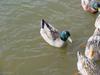 청둥오리 Anas platyrhynchos (Mallard Duck)