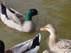 청둥오리 Anas platyrhynchos (Mallard Ducks)