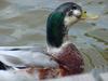 청둥오리 Anas platyrhynchos (Mallard Duck)