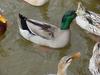 청둥오리 Anas platyrhynchos (Mallard Duck)