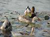 청둥오리 Anas platyrhynchos (Mallard Ducks)