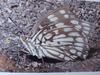 대왕나비 Sephisa princeps (Amur Courtier Butterfly?)