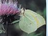 멧노랑나비 Gonepteryx rhamni (Common Brimstone Butterfly)