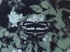 애기세줄나비 Neptis sappho (Pallas' Sailer Butterfly)