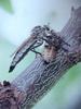 파리매 Promachus yesonicus (Robberfly)