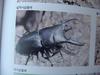 넓적사슴벌레 Serrognathus platymelus (Korean Long-fanged Stag Beetle)