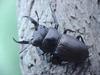 애사슴벌레 Macrodorcas rectus (Stag Beetle)