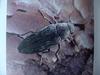 비단벌레 Chrysochroa fulgidissima (Jewel Beetle)