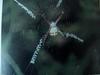 꼬마호랑거미 Argiope minuta (Orb-web Spider)