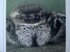 털보깡충거미 Carrhotus xanthogramma (Hairy Jumping Spider)