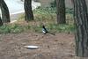 까치 Pica pica (Black-billed Magpie)