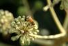 꿀벌(양봉) Apis mellifera (Western Honeybee)