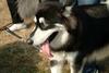 알래스카맬러뮤트 (Alaskan Malamute)
