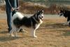 알래스카맬러뮤트 (Alaskan Malamute)