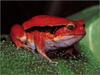 [xLR8 Frogs 2004 Box Calendar] 057 Tomato Frog - Dyscophus antongilii