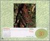 [xLR8 Frogs 2004 Box Calendar] 058 Glass Frog - Hyla sp.