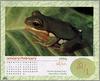[xLR8 Frogs 2004 Box Calendar] 060 ???甫泛???蛙 Chinese Glyding Frog - Polypedates chenfui