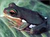 [xLR8 Frogs 2004 Box Calendar] 061 ???甫泛???蛙 Chinese Glyding Frog - Polypedates chenfui