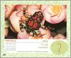 [xLR8 Frogs 2004 Box Calendar] 064 Madagascar Ornate Hopper - Scaphiophryne gottlebei