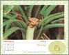 [xLR8 Frogs 2004 Box Calendar] 066 Cuban Tree Frog - Hyla septentrionalis