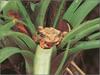 [xLR8 Frogs 2004 Box Calendar] 067 Cuban Tree Frog - Hyla septentrionalis