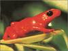 [xLR8 Frogs 2004 Box Calendar] 069 Golden Mantella - Mantella aurantiaca