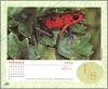 [xLR8 Frogs 2004 Box Calendar] 070 Strawberry poison dart frog - Dendrobates pumilio