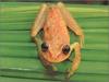[xLR8 Frogs 2004 Box Calendar] 075 Spotted Treefrog - Hyla punctata