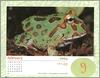 [xLR8 Frogs 2004 Box Calendar] 076 Horn frog - Ceratophrys cranwelli