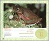 [xLR8 Frogs 2004 Box Calendar] 080 Squirrel treefrog - Hyla squirella
