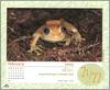 [xLR8 Frogs 2004 Box Calendar] 094 Glass frog - Hyla sp.